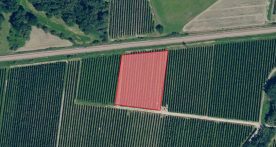 Laas: Obstwiese mit ca. 4.500 m² zu verkaufen Laas: Obstwiese mit ca. 4.500 m² zu verkaufen