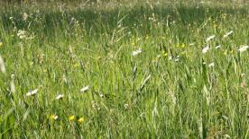 Mals/Matsch: Landwirtschaftliches Grundstück mit ca. 1.104 m² zu verkaufen Mals/Matsch: Landwirtschaftliches Grundstück mit ca. 1.104 m² zu verkaufen