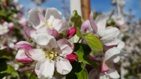 Prad am Stilfserjoch: Obstwiese mit ca. 2.400 m² zu verkaufen Prad am Stilfserjoch: Obstwiese mit ca. 2.400 m² zu verkaufen