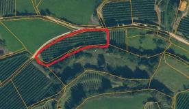 Laas / Tschengls: Obstwiese mit ca. 2.000 m² zu verkaufen Laas / Tschengls: Obstwiese mit ca. 2.000 m² zu verkaufen