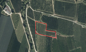 Obstwiese in Goldrain zu verkaufen Obstwiese in Goldrain zu verkaufen