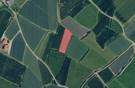 Obstwiese mit ca. 1.400 m² bei Latsch zu verkaufen