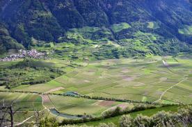 Laas / Tschengls: Obstbaufähige Wiese mit ca. 3.500 m² zu verkaufen Laas / Tschengls: Obstbaufähige Wiese mit ca. 3.500 m² zu verkaufen