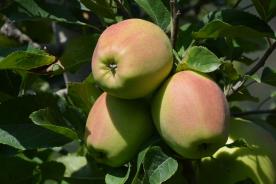 Latsch: Obstwiese mit ca. 2.400 m² zu verkaufen Latsch: Obstwiese mit ca. 2.400 m² zu verkaufen