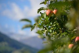 Prad am Stilfserjoch/Agums: Streuobstwiese mit ca. 1.900 m² zu verkaufen Prad am Stilfserjoch/Agums: Streuobstwiese mit ca. 1.900 m² zu verkaufen