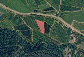 Latsch: Obstwiese mit ca. 2.400 m² zu verkaufen Latsch: Obstwiese mit ca. 2.400 m² zu verkaufen
