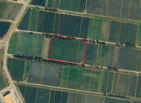 Laas/Tschengls: Obstwiese mit ca. 7.500 m² zu verkaufen Laas/Tschengls: Obstwiese mit ca. 7.500 m² zu verkaufen