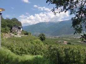 Obstwiese in Goldrain zu verkaufen Obstwiese in Goldrain zu verkaufen