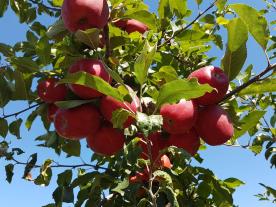 Schlanders/Göflan: Obstwiese mit ca. 5.670 m² zu verkaufen Schlanders/Göflan: Obstwiese mit ca. 5.670 m² zu verkaufen