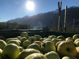 Schlanders: Obstwiese mit ca. 3.140 m² zu verkaufen Schlanders: Obstwiese mit ca. 3.140 m² zu verkaufen