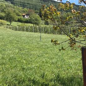 Wiese, obstbaufähig am Dorfrand von Schluderns zu verkaufen Wiese, obstbaufähig am Dorfrand von Schluderns zu verkaufen