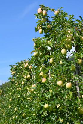 Latsch: Obstwiese mit ca. 5.600 m² zu verkaufen Latsch: Obstwiese mit ca. 5.600 m² zu verkaufen