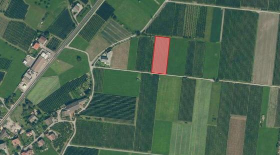 Prad am Stilfserjoch: Obstwiese mit ca. 3.600 m² zu verkaufen Prad am Stilfserjoch: Obstwiese mit ca. 3.600 m² zu verkaufen