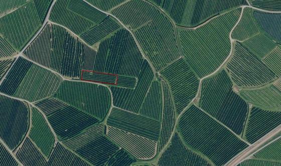 Schlanders/Kortsch: Obstwiese mit ca. 1.340 m² zu verkaufen Schlanders/Kortsch: Obstwiese mit ca. 1.340 m² zu verkaufen