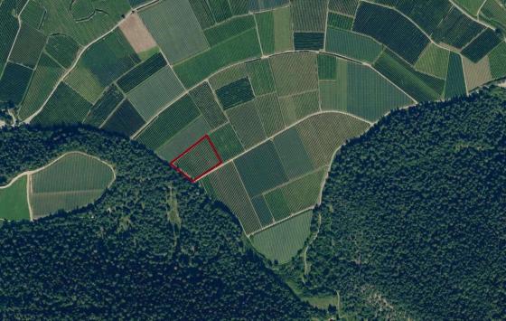 Latsch: Obstwiese mit ca. 5.600 m² zu verkaufen Latsch: Obstwiese mit ca. 5.600 m² zu verkaufen