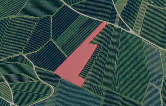 Latsch / Morter: Obstwiese mit ca. 7.400 m² zu verkaufen Latsch / Morter: Obstwiese mit ca. 7.400 m² zu verkaufen