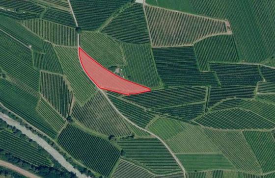 Schlanders / Göflan: Obstwiese mit ca. 3.900 m² zu verkaufen Schlanders / Göflan: Obstwiese mit ca. 3.900 m² zu verkaufen