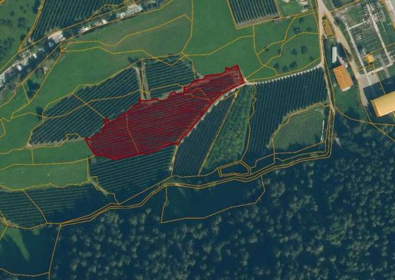 Laas: Obstwiese mit ca. 5.800 m² zu verkaufen Laas: Obstwiese mit ca. 5.800 m² zu verkaufen